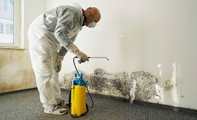 Professional Mold Removal & Remediation in Pegram, TN